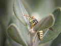 Colorful european wasp macro