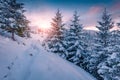 Colorful evening view of mountain forest. Beautiful winter scenery. Royalty Free Stock Photo