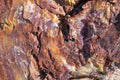 Closeup view of a colorful piece of petrified wood at the Petrified Forest National Park