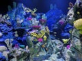 Colorful and exotic aquarium Royalty Free Stock Photo