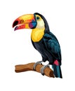 A colorful exotic bird, toucan with a long beak.