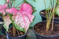Caladium plants name Hanu Ma Nom Phlapphla. It is a highly popular and expensive ornamental plant Royalty Free Stock Photo
