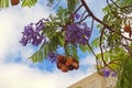 Colorful exotic deciduous tree with purple flowers blooming against the blue sky Royalty Free Stock Photo