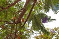 Colorful exotic deciduous tree with purple flowers blooming against the blue sky Royalty Free Stock Photo