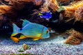 Colorful exotic fish in aquarium.