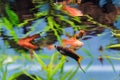 Colorful exotic fish through aquarium window Royalty Free Stock Photo