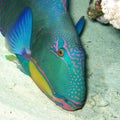 Colorful exotic fish daisy parrotfish at the bottom of tropical SEA Royalty Free Stock Photo