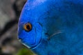 Colorful exotic fish portret close-up Royalty Free Stock Photo