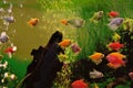 Colorful exotic fish swim in the aquarium Royalty Free Stock Photo