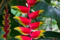 Colorful exotic flower, parrots beak or hanging lobster claw