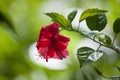 Colorful exotic flowers in a garden Royalty Free Stock Photo