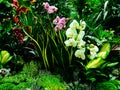 Colorful Exotic Flowers In Garden Royalty Free Stock Photo