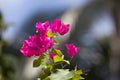 Colorful exotic flowers in a garden Royalty Free Stock Photo