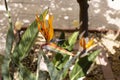 Colorful exotic flowers in the garden on a sunny day Royalty Free Stock Photo