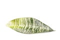 Green leaf of exotic tree isolated on white background. Natural concept. Royalty Free Stock Photo