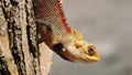 Colorful exotic lizard with sharp spikes