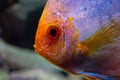 Colorful exotic fish portret close-up Royalty Free Stock Photo