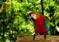 Colorful exotic Parrots in full beauty