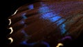 Colorful exotic swallowtail butterfly wing on black. Tropical butterfly wing close-up. Selective focus. Papilio maackii. Royalty Free Stock Photo