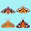 Colorful exotic vector moth entomologic collection