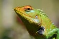 The portrait of common green forest lizard or Calotes calotes Royalty Free Stock Photo