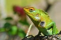 The portrait of common green forest lizard or Calotes calotes Royalty Free Stock Photo