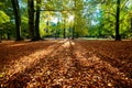 Colorful fall autumn park Royalty Free Stock Photo
