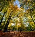 Colorful fall autumn park Royalty Free Stock Photo