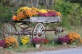 Colorful Fall Flowers Royalty Free Stock Photo