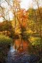 Colorful fall foliage along the drainage brook of Trout Pond