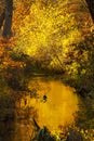 Colorful fall foliage along the drainage brook of Trout Pond