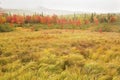 Colorful fall foliage in wetlands near Rangeley, Maine. Royalty Free Stock Photo