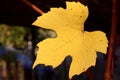 Colorful Fall Grape Leaves displaying.Background. Royalty Free Stock Photo