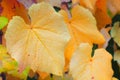 Colorful Fall Grape Leaves displaying Yellow and Orange color tones.  It`s a horizontal background with copy space Royalty Free Stock Photo