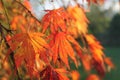 Colorful fall Japanese maple leaves with blurry background Royalty Free Stock Photo