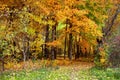 Fall trees with yellow, red and orange leaf