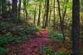 Colorful Fall Leaf Foliage on a Lakeside retreat in the Adirondack Mountains. Vibrant red, yellow, and orange colors of autumn. Royalty Free Stock Photo