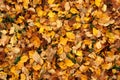 Colorful Fall Leaves Royalty Free Stock Photo