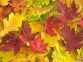 Colorful fall leaves Royalty Free Stock Photo