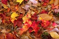 Colorful fall leaves Royalty Free Stock Photo