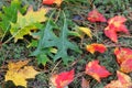 Colorful Fall Leaves on Ground Royalty Free Stock Photo