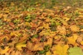 Colorful fall leaves on the grass. Bright autumn background Royalty Free Stock Photo