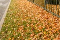 Colorful fall leaves on old fence. Yellow dry leaves lying green grass in park. Natural, autumn foliage, season Royalty Free Stock Photo