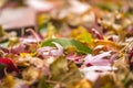 Colorful fall leaves in pile during Autumn. Selective fo Royalty Free Stock Photo