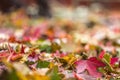 Fall leaves in pile during Autumn. Selective focus with Royalty Free Stock Photo