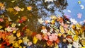 Colorful fall leaves in pond, lake, water, floating autumn leaf. Fall season leaves in rain. Sunny autumn day foliage Royalty Free Stock Photo