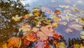 Colorful fall leaves in pond, lake, water, floating autumn leaf. Fall season leaves in rain. Sunny autumn day foliage Royalty Free Stock Photo