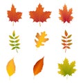 Colorful fall leaves set. Realistic bright autumn fallen leaves. Orange Maple, yellow oak leaf Royalty Free Stock Photo