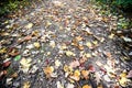 Colorful fall leaves on a trail in Banning State Park in MN Royalty Free Stock Photo