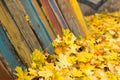 Colorful fall maple leaves on old wooden board. autumn foliage Royalty Free Stock Photo